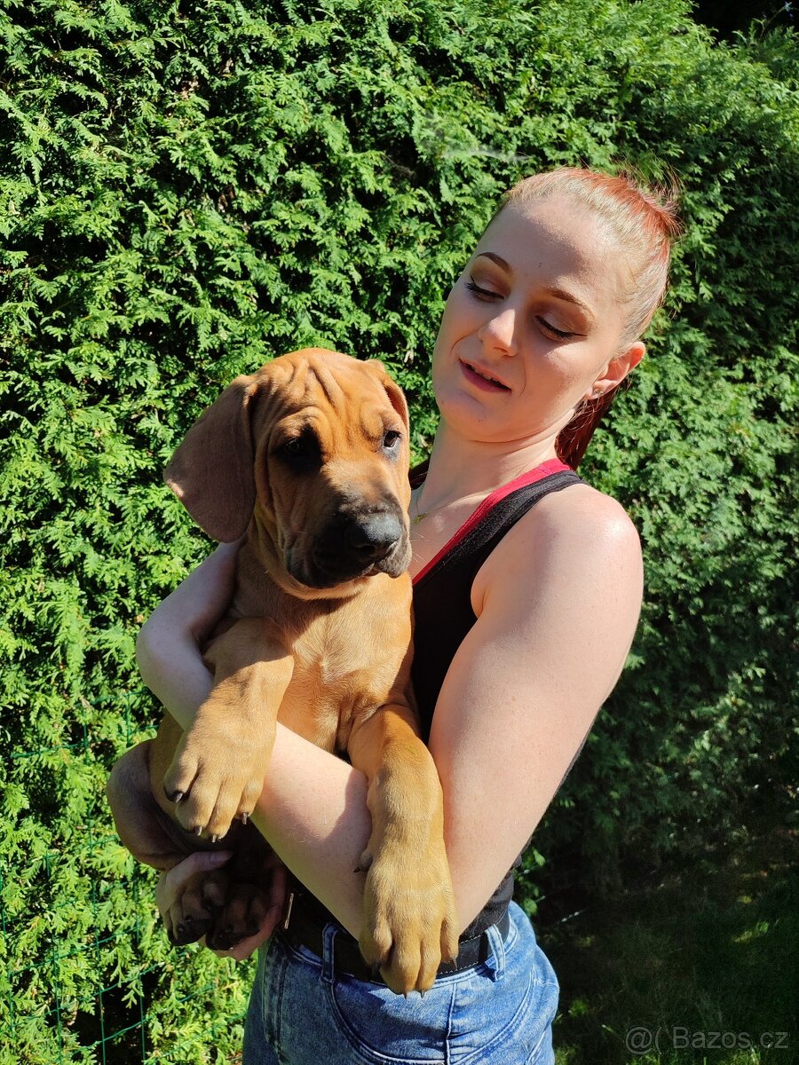 TOSA INU______zlatá štěňátka s PP - 5