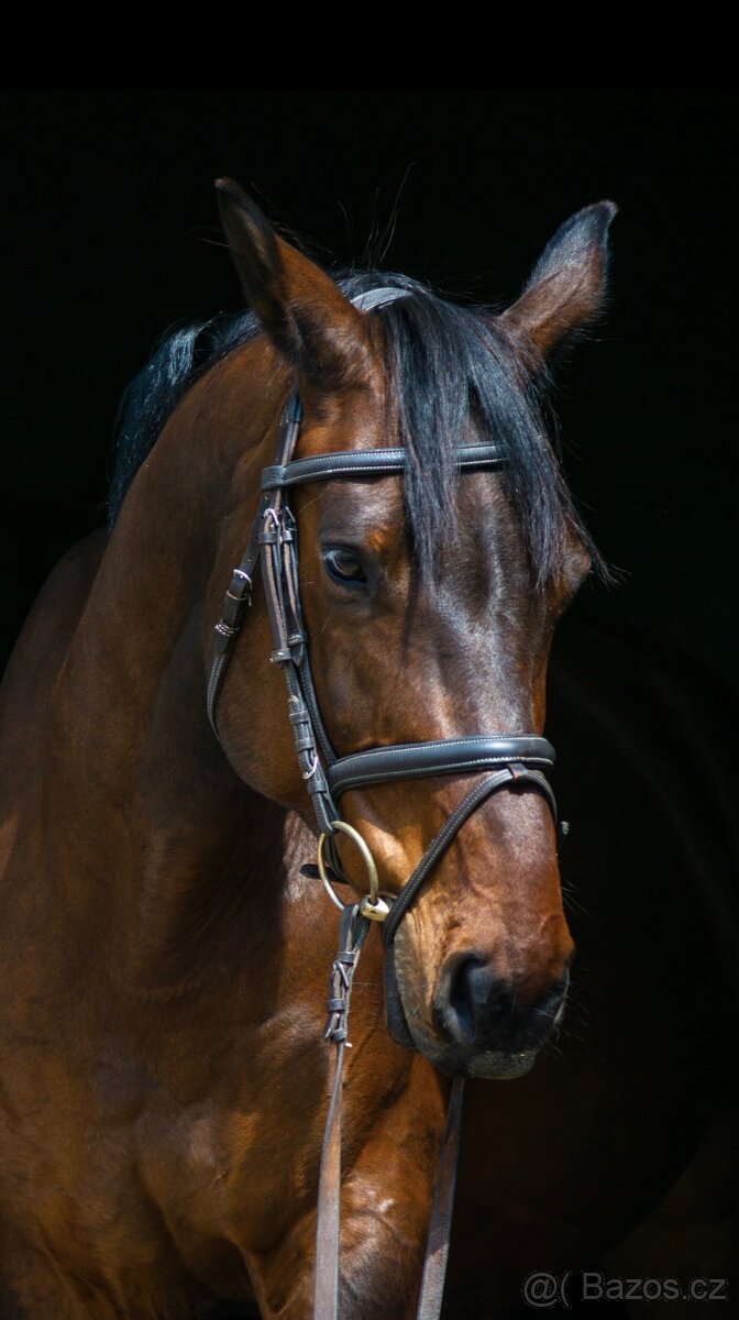 12ti letý valach - 5