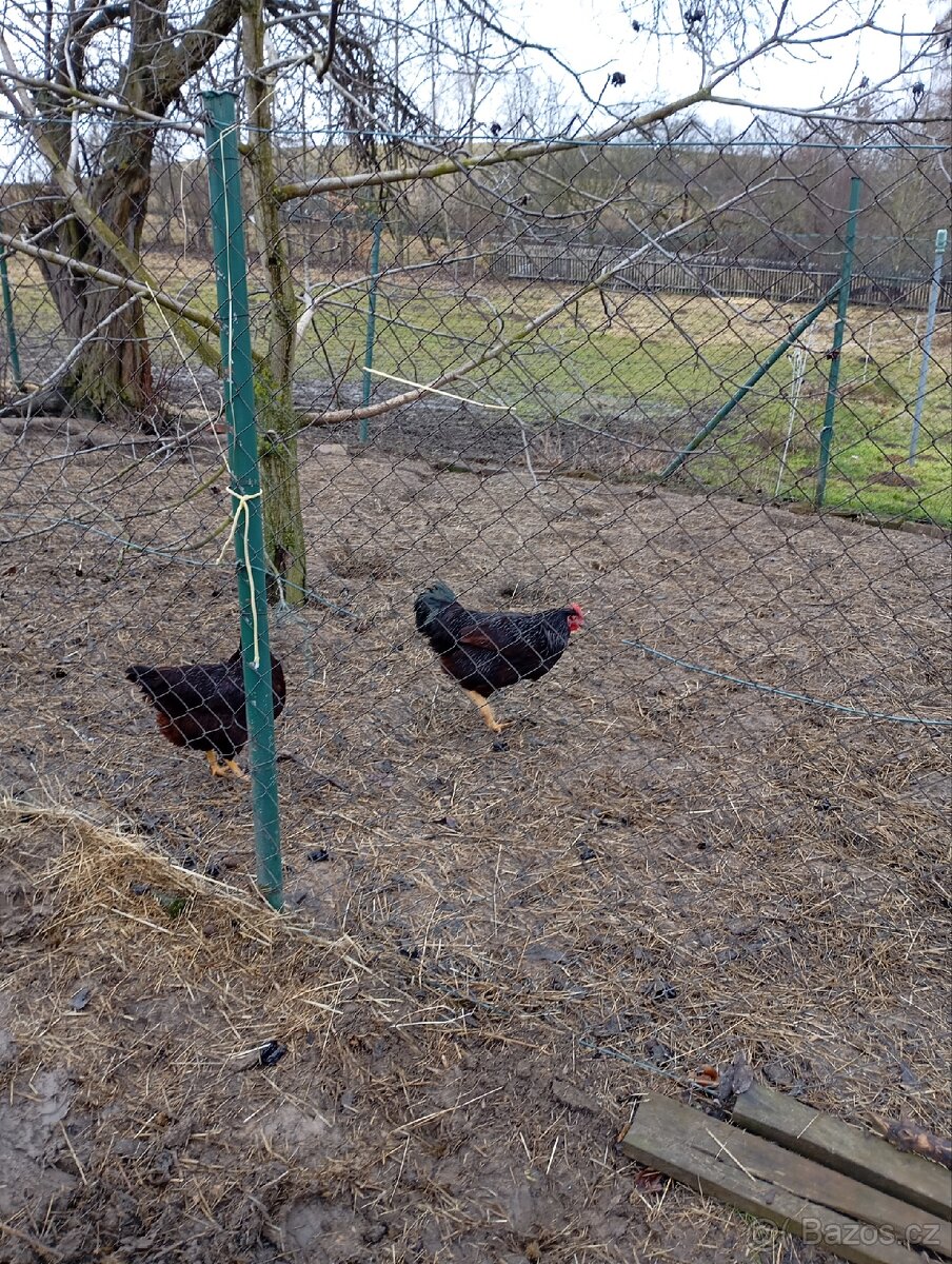 Rodajlendka červená - 5