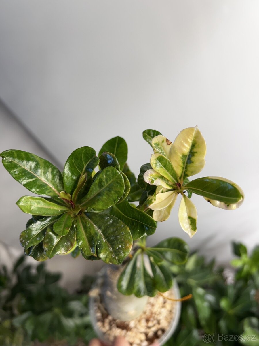 adenium obesum - 5