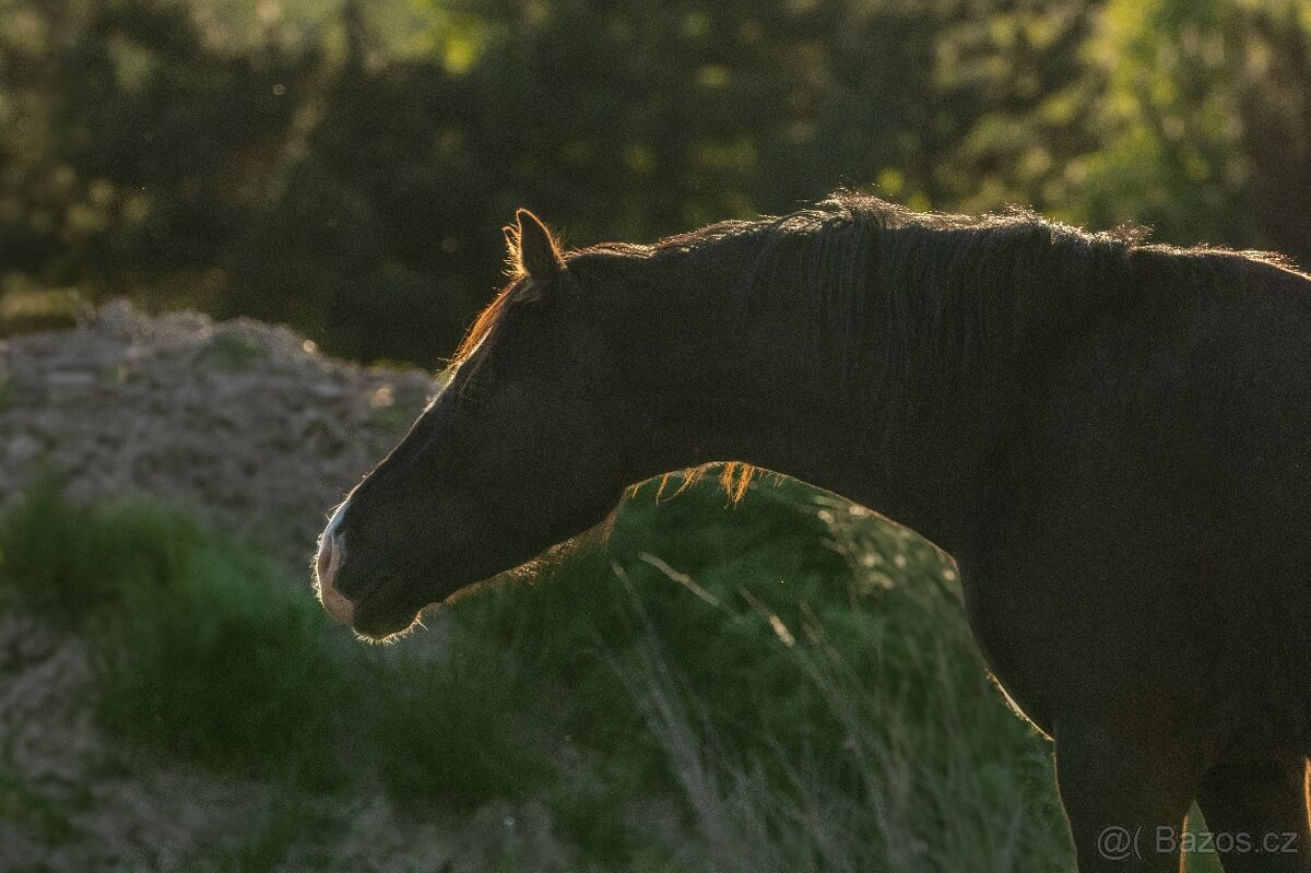 Valach Welsh Cob 3,5 roku - 5