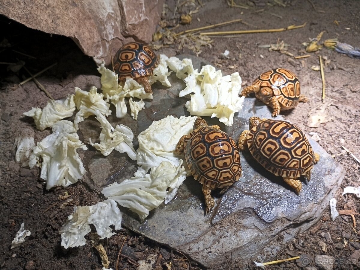 suchozemská želva pardálí - 5