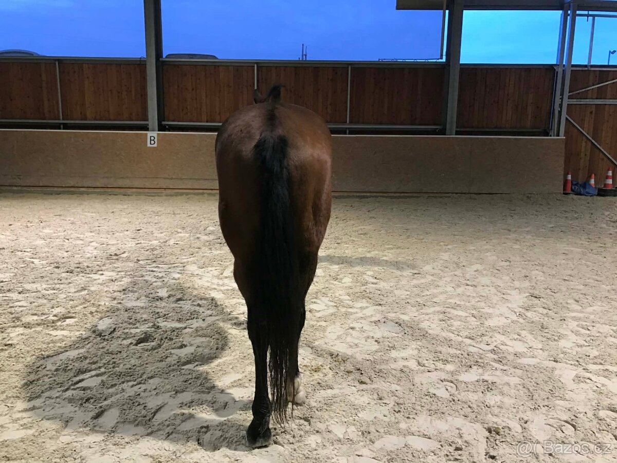 valach 9 let, 158 cm kůň pro ženu - 5