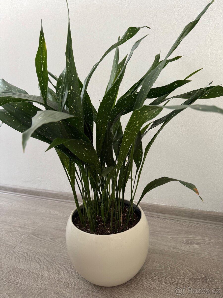 Aspidistra milky way - 5