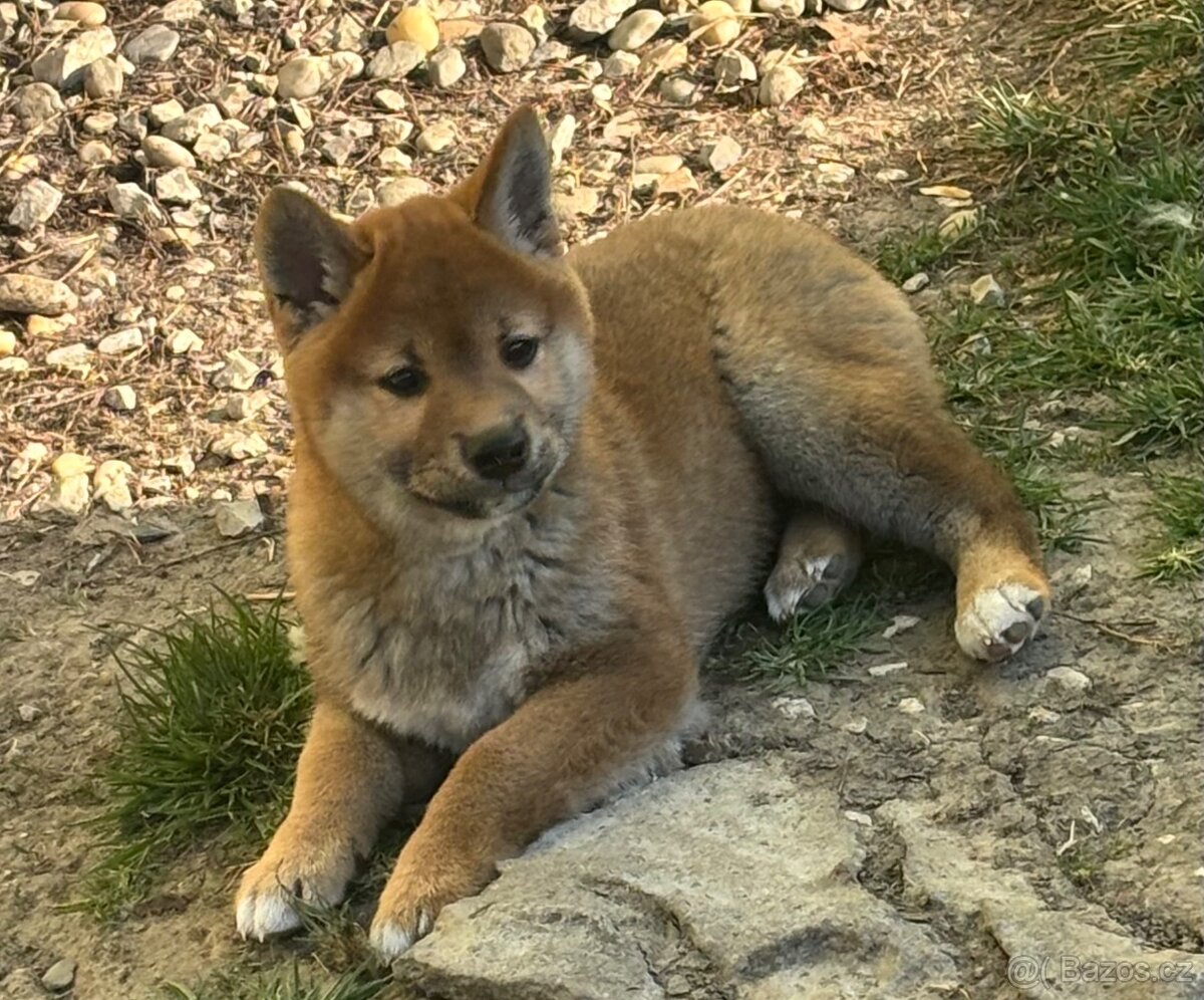 Shiba Inu s PP,FCI - 5