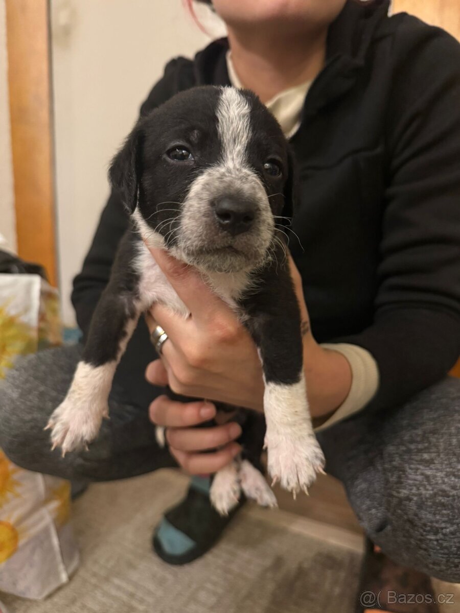 Prodej Štěňátek - 5