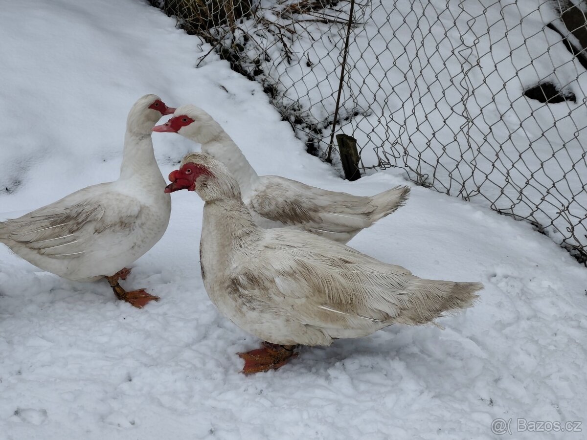 Kachna Pižmová - 5