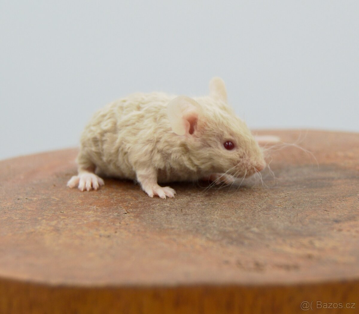 Pet myšky - 5
