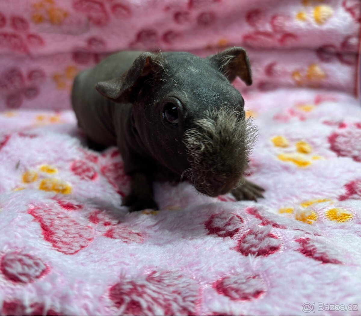 Skinny morčátko s PP - 5