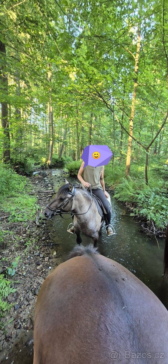 Pony valach 4roky - 5