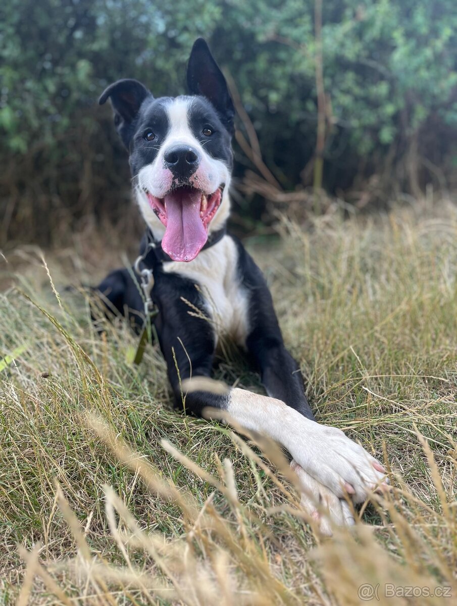 Kříženec molose - 5