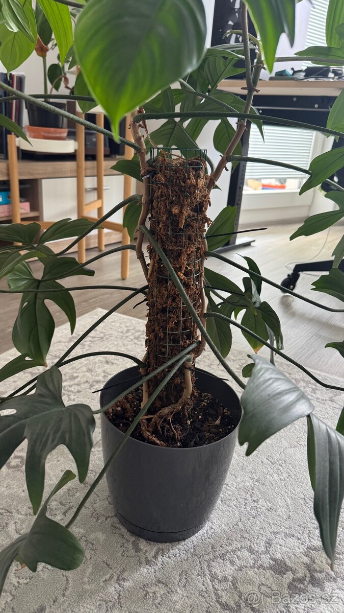Prodám Philodendron Florida Green - 5