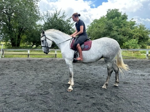 Kladrubská klisna Collar-54 - 5