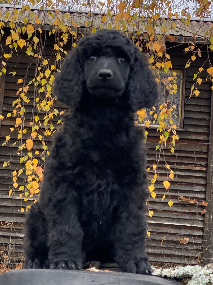 Pudl královský - 5