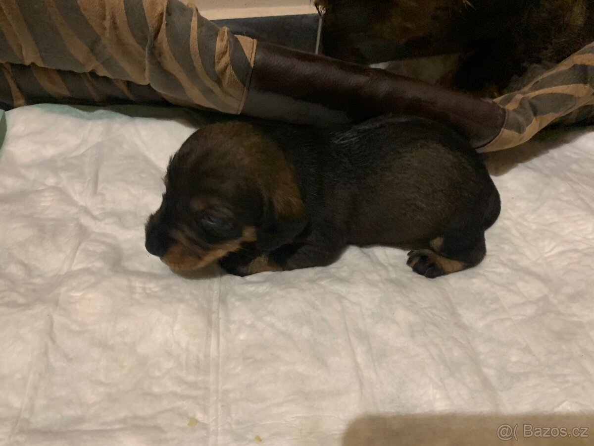 Jezevčík standard drsnosrstý s PP - 5