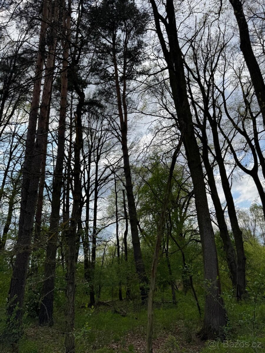 Prodám pozemky v k. ú. Holičky u Staré Hlíny - 5