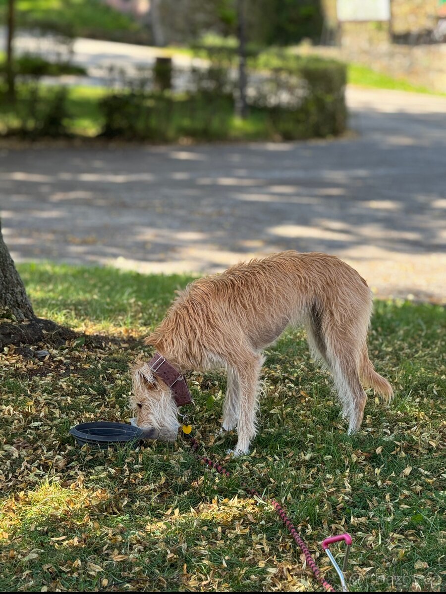 Readopce skvělé parťačky Saash - 5