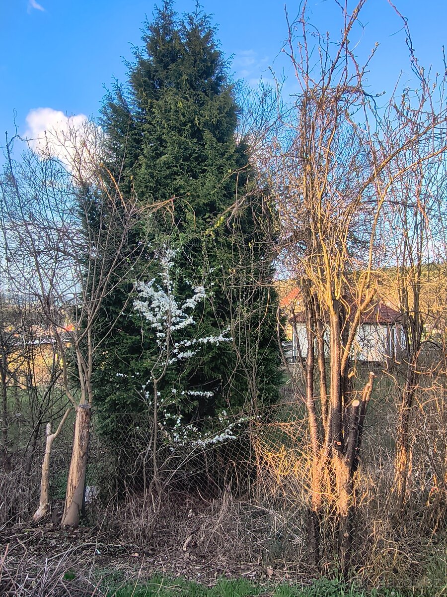 Zahrada Na prodej - 5