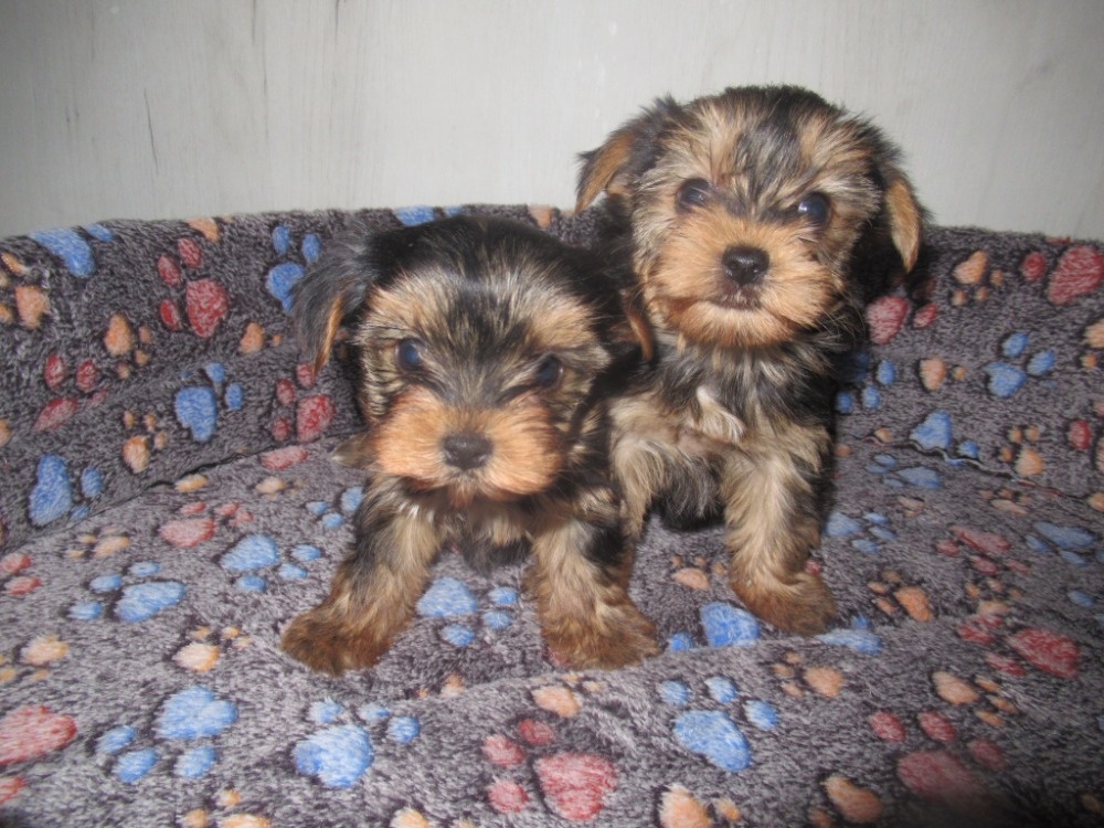 Jorkšírský teriér - 5