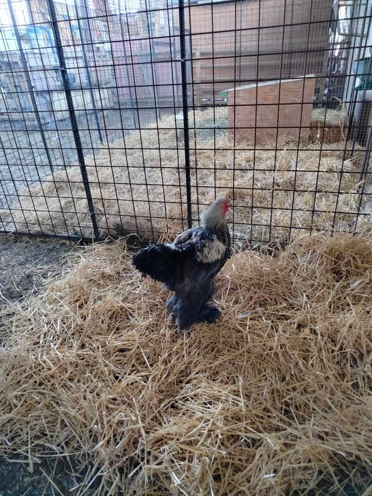 Brahmanka velká - kohout - 5