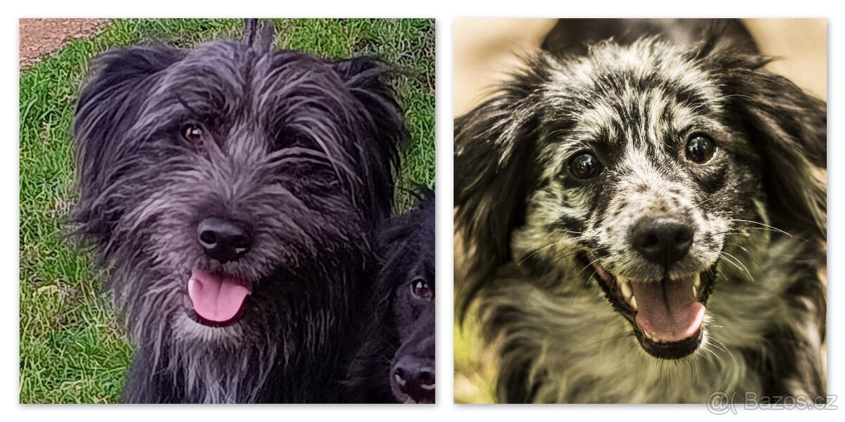 Pyrenejský ovčák - štěňátka s PP - 5