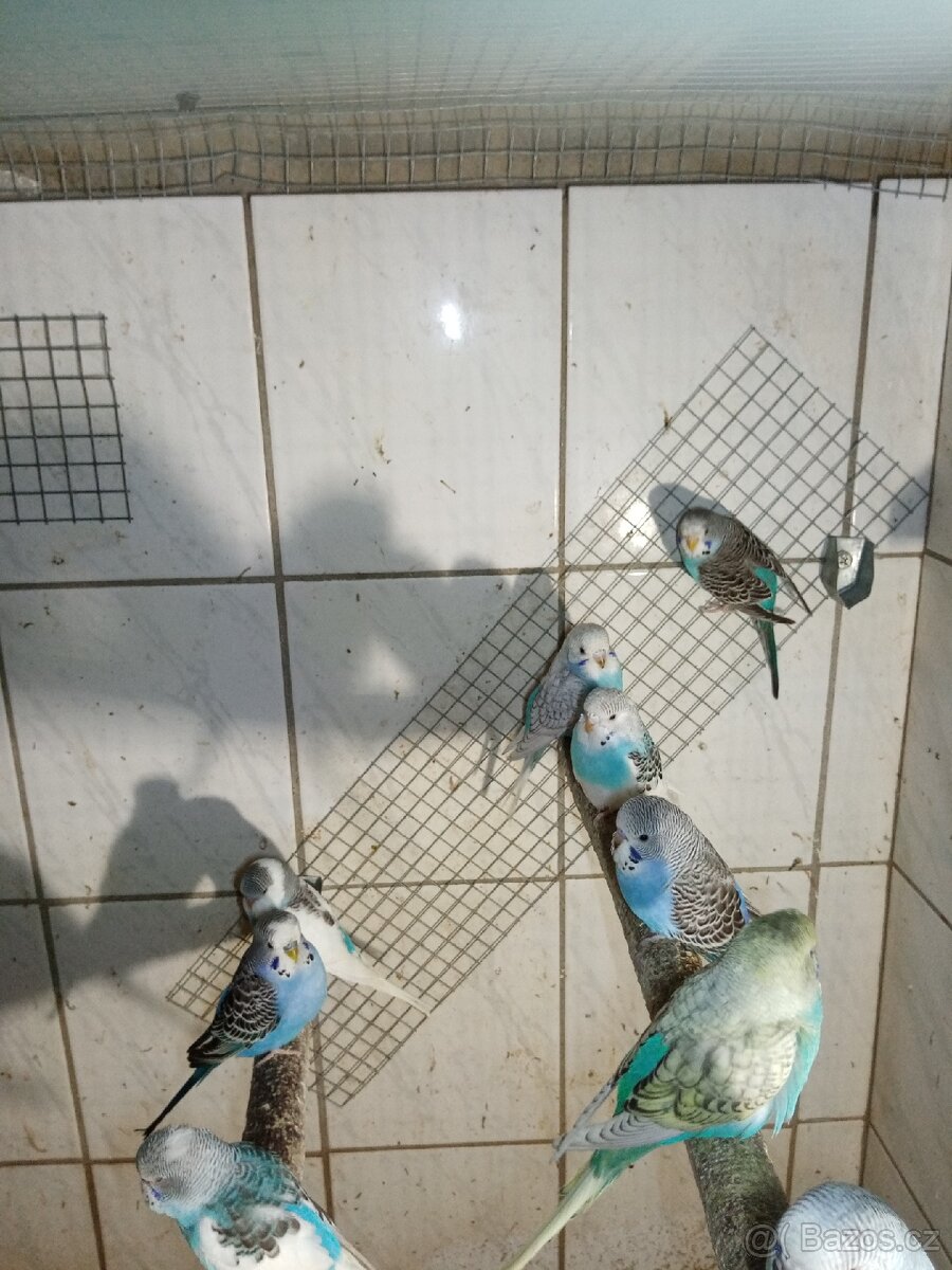 Andulka - andulky - 5