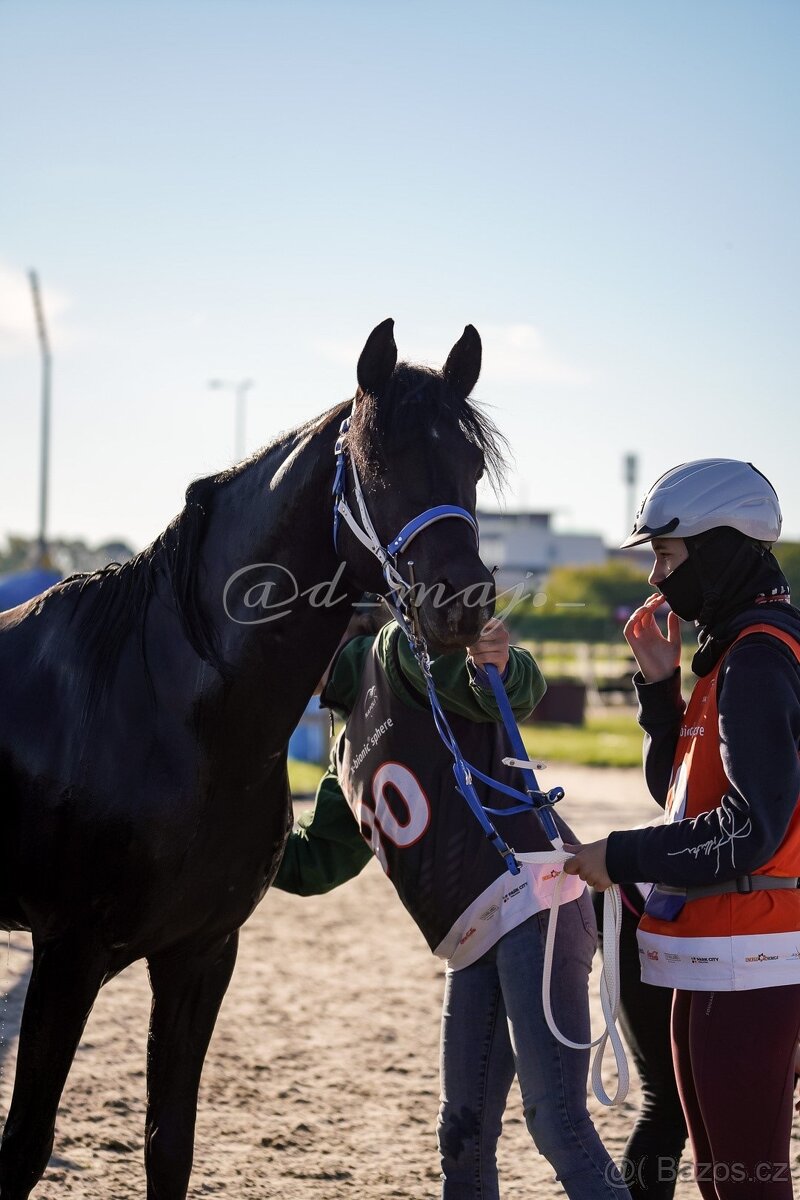 Equanadi-arabsky zrebec - 5