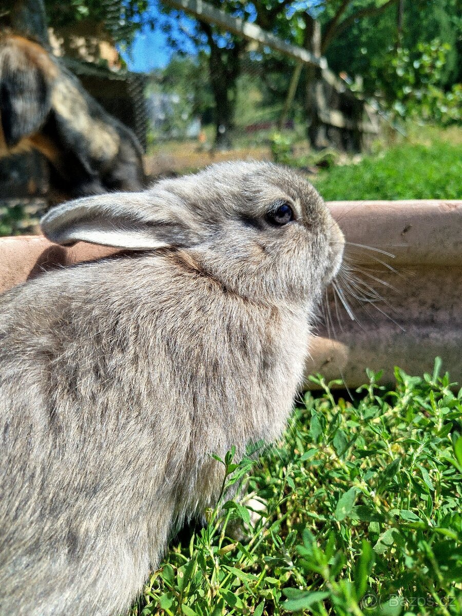 Samička výměnou za samce - 5