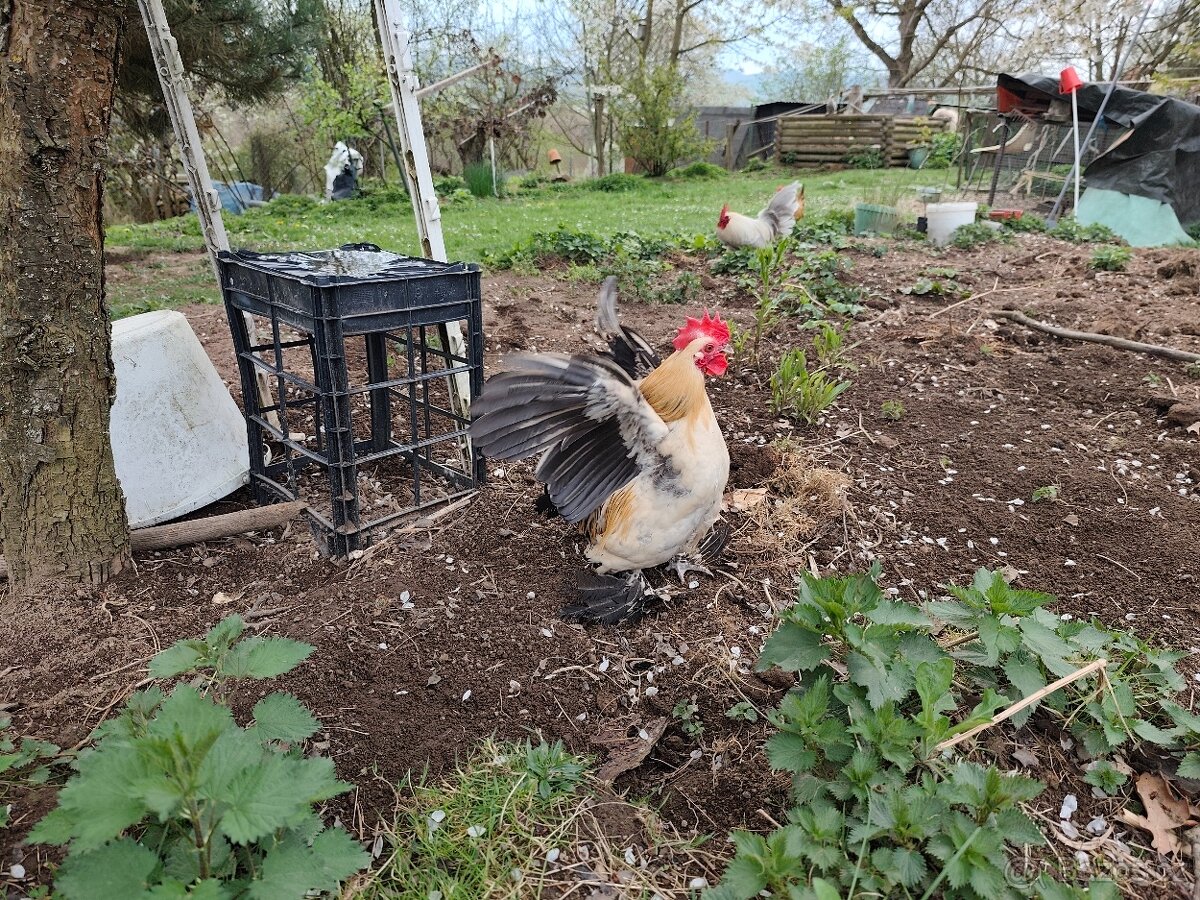 Zakrslá rousná - 5