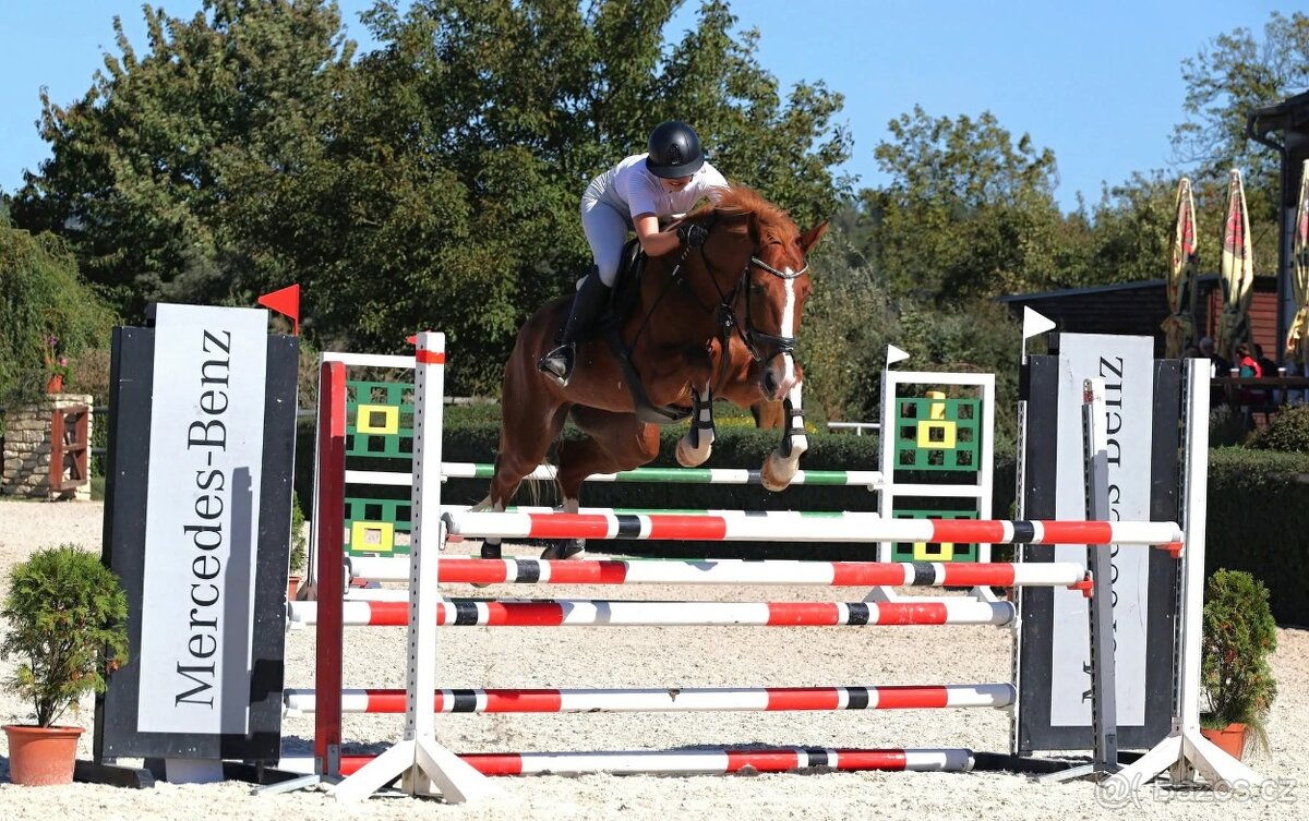 Prodám sedmiletou klisnu do vyššího sportu - 5