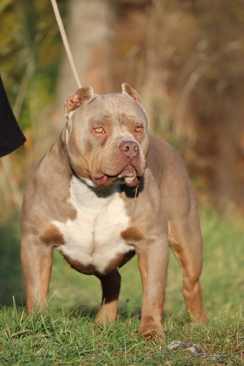 🔹 Krycí pes k dispozici – SBK Charbin 🔹 - 5