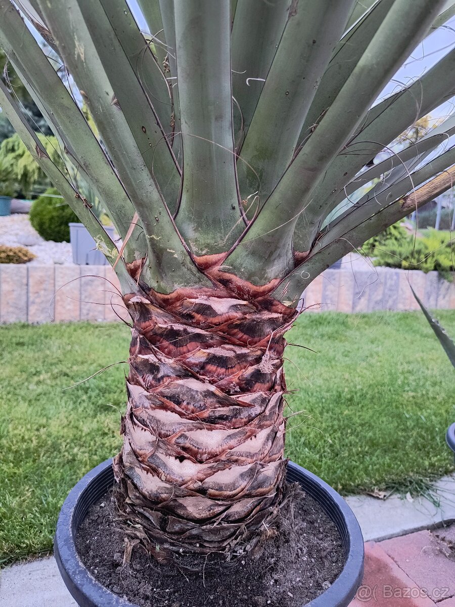 Sabal brazoriensis yucca juka - 5