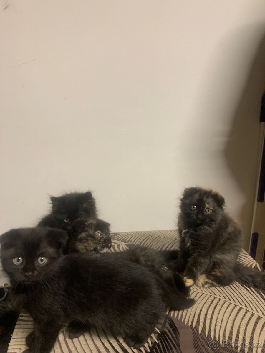 Britská koťátka - 5