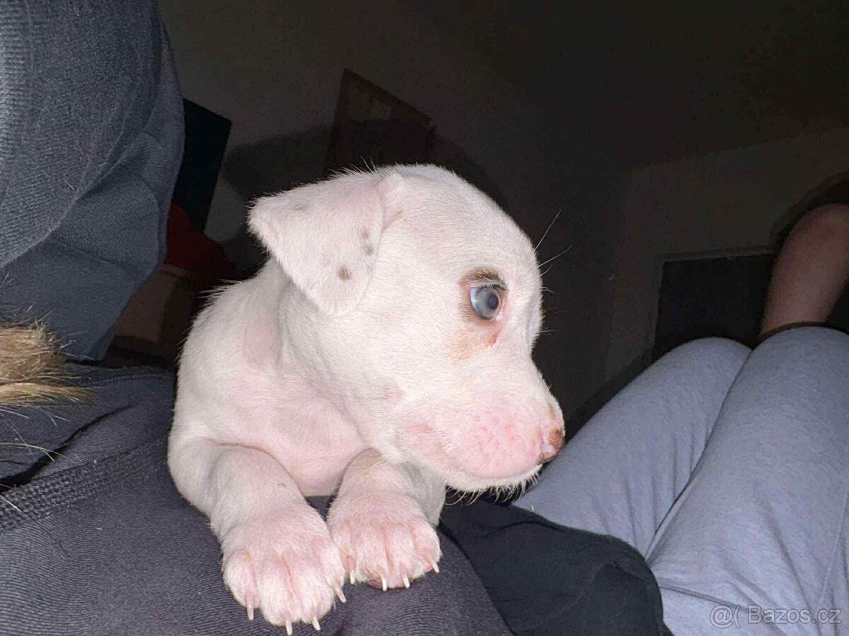 Štěňata-pitbull x labrador - 5