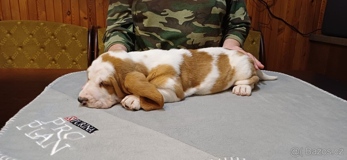 Basset hound – štěně s PP – bikolorní fenka - 5