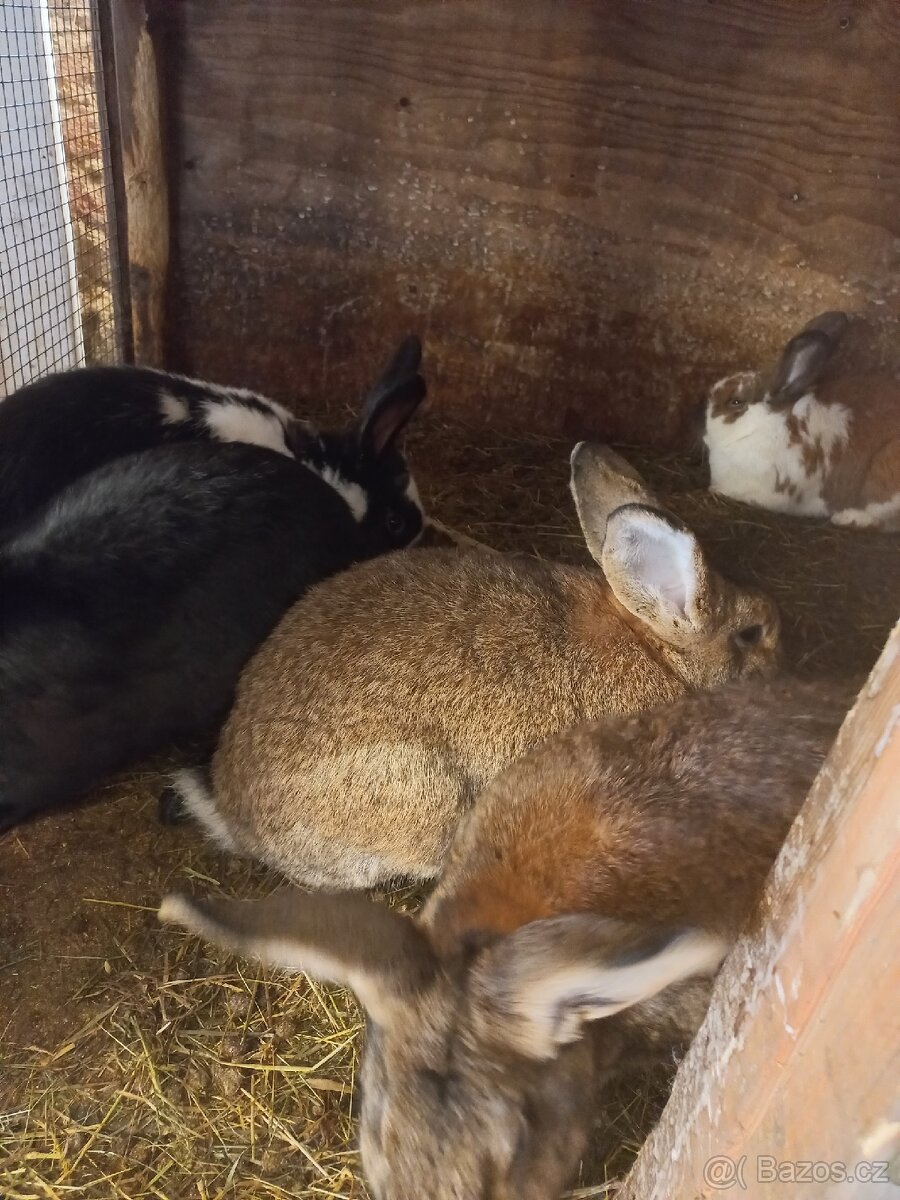 Prodám králíci - 5