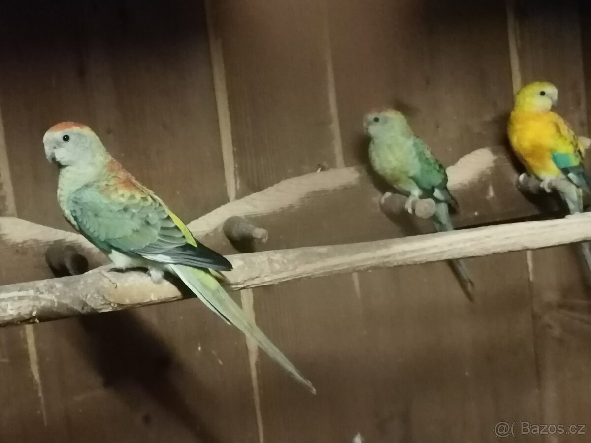 Papoušek zpevavý - 5