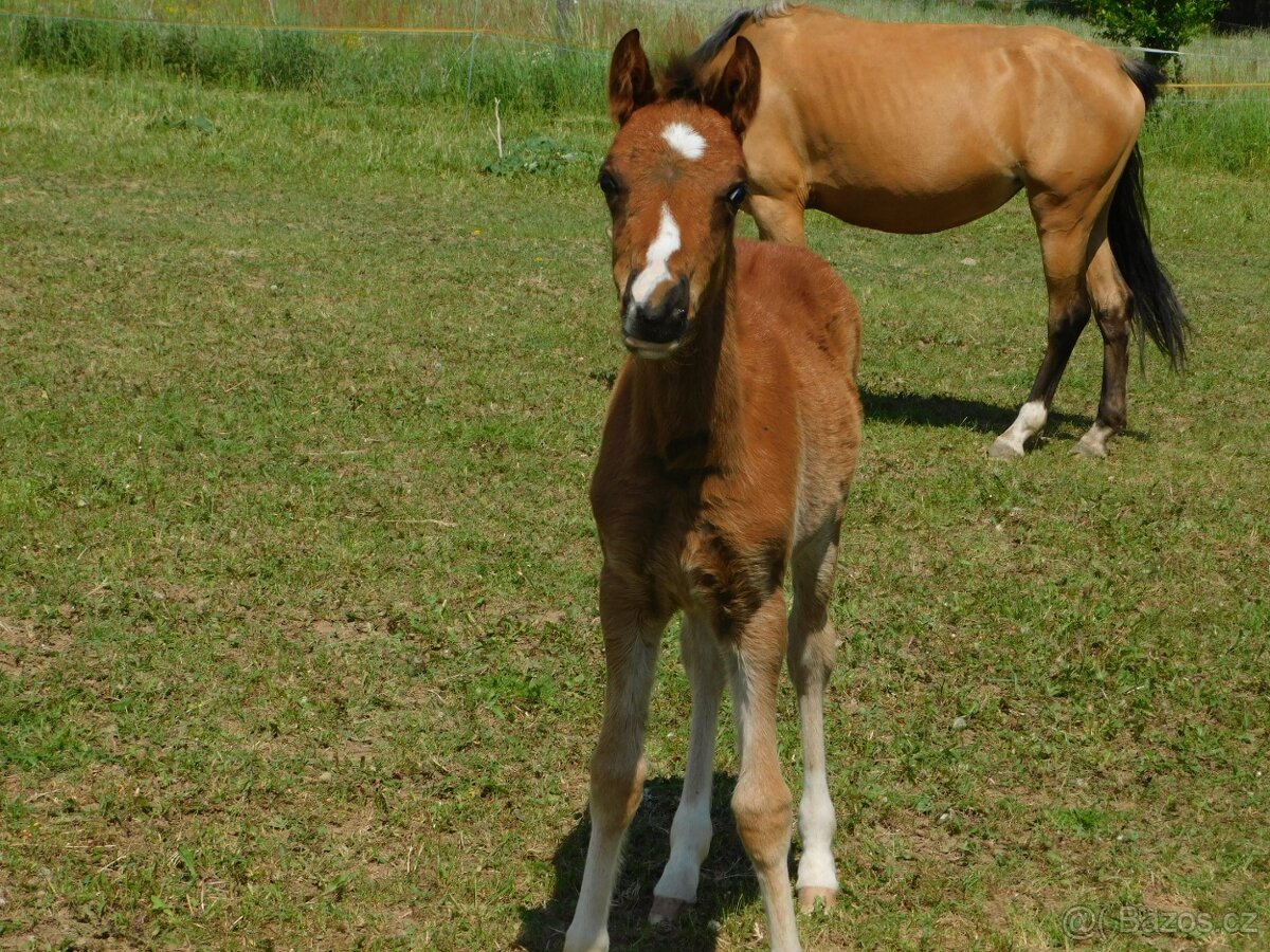 letošní hřebeček pony - 5