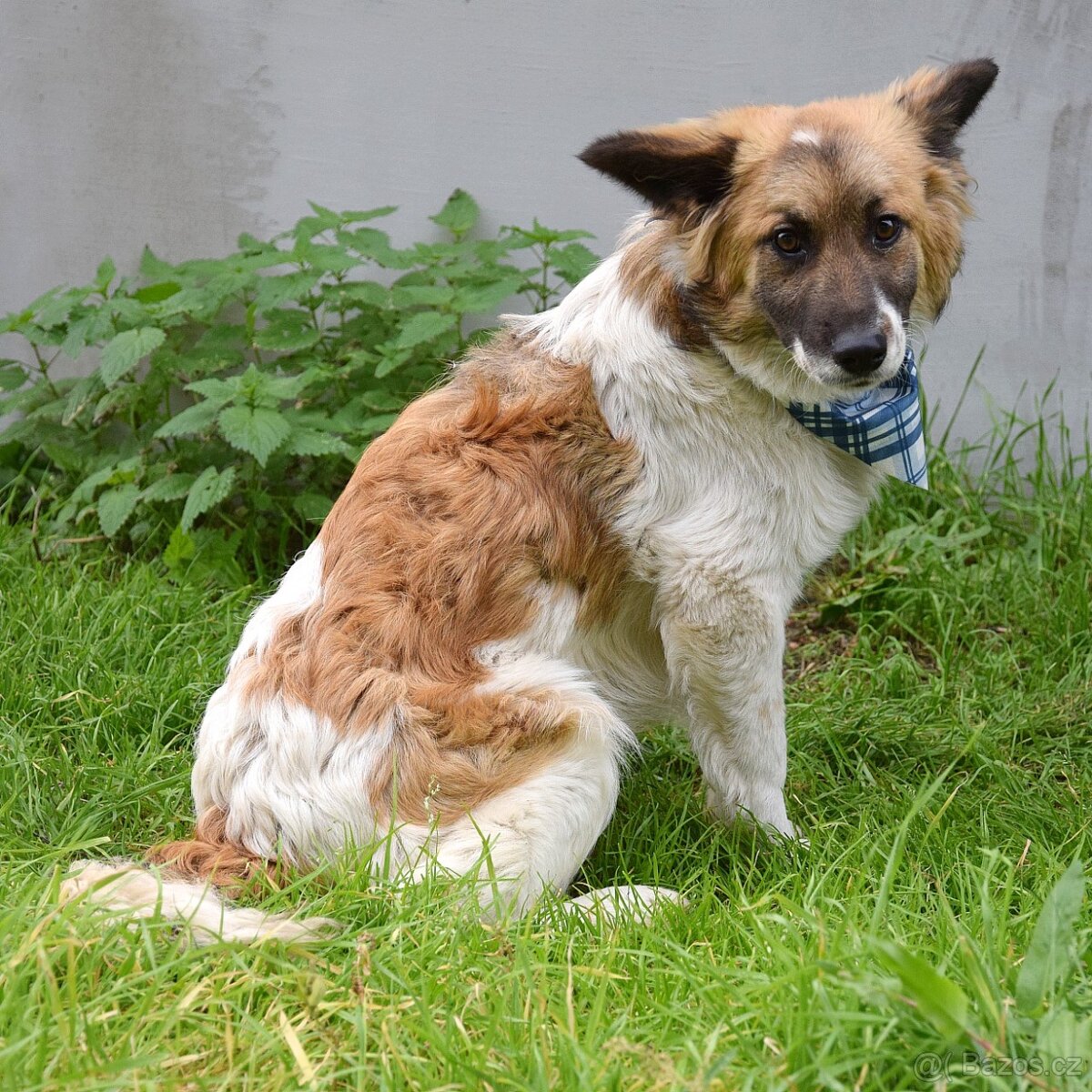 Olim hledá domov - 5