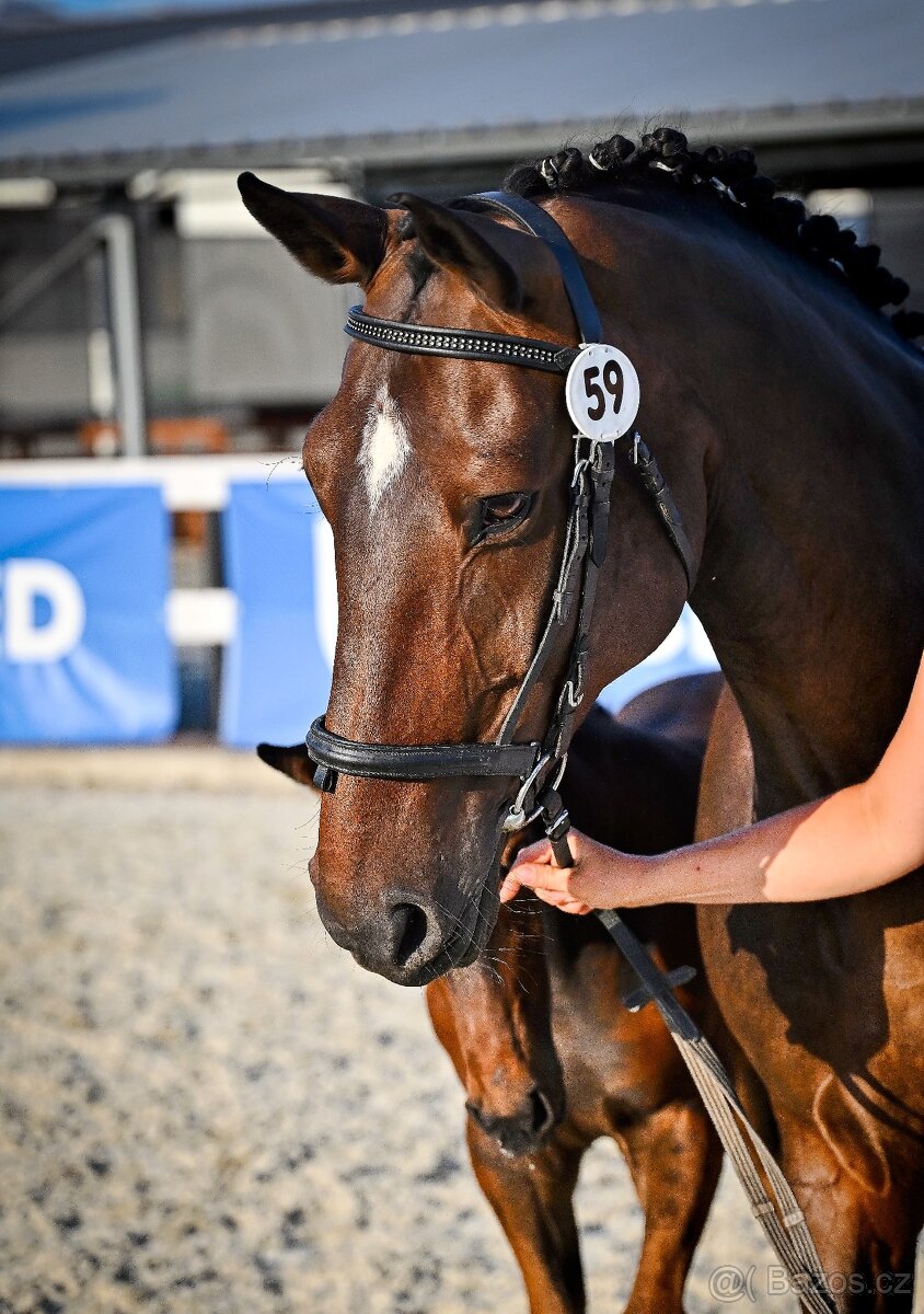 Kvalitní březí chovná klisna - 5