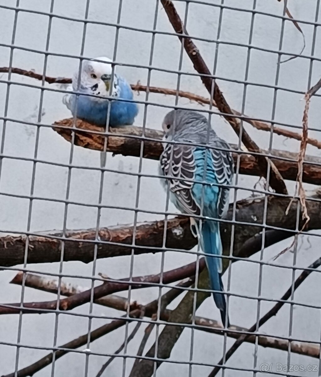 Andulky z venkovní voliery - 5