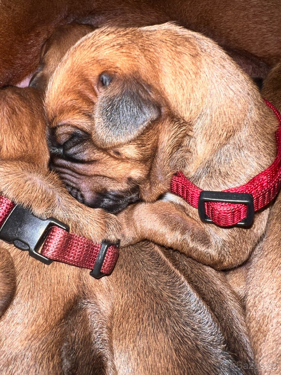 Štěně Rhodéský Ridgeback s PP - 5