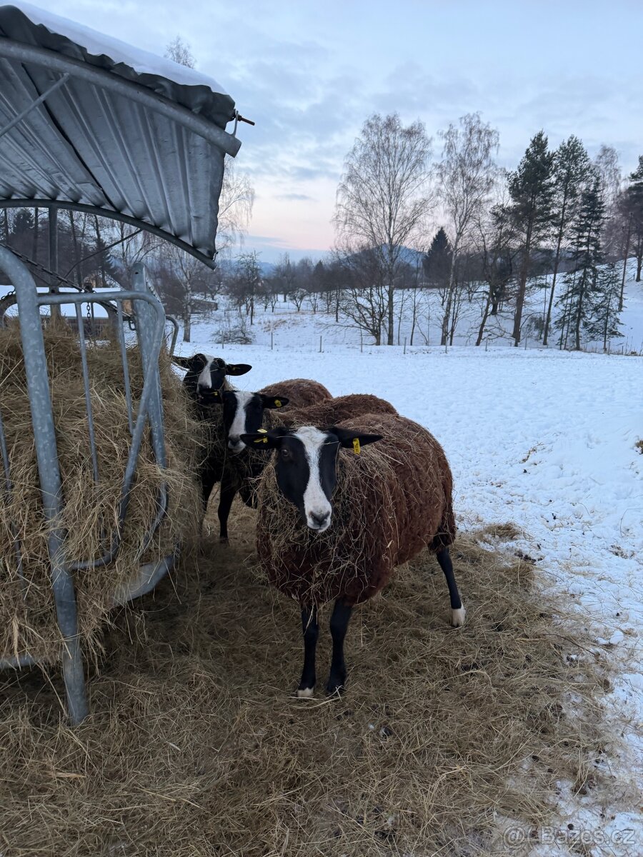 Ovečky Zwartbles - 5