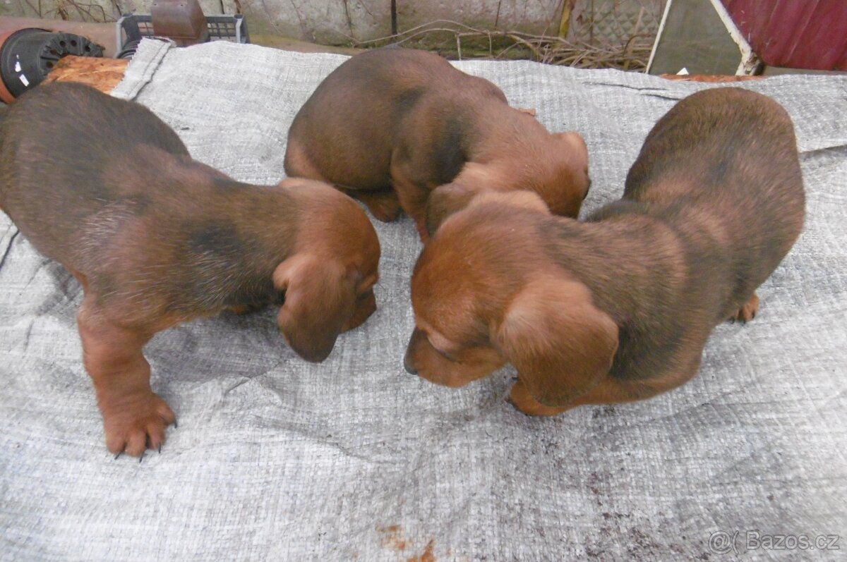 Prodej jezevčíků - 5