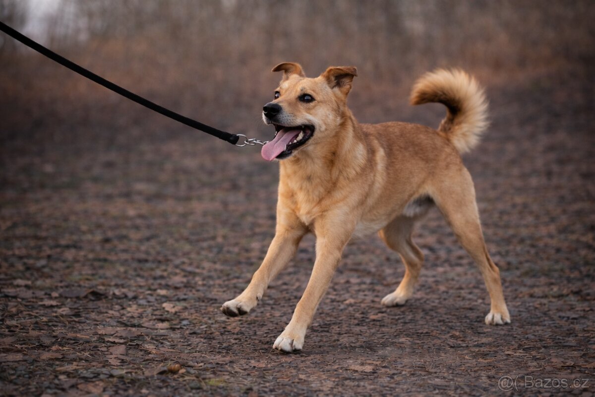 Chulio hledá domov - 5