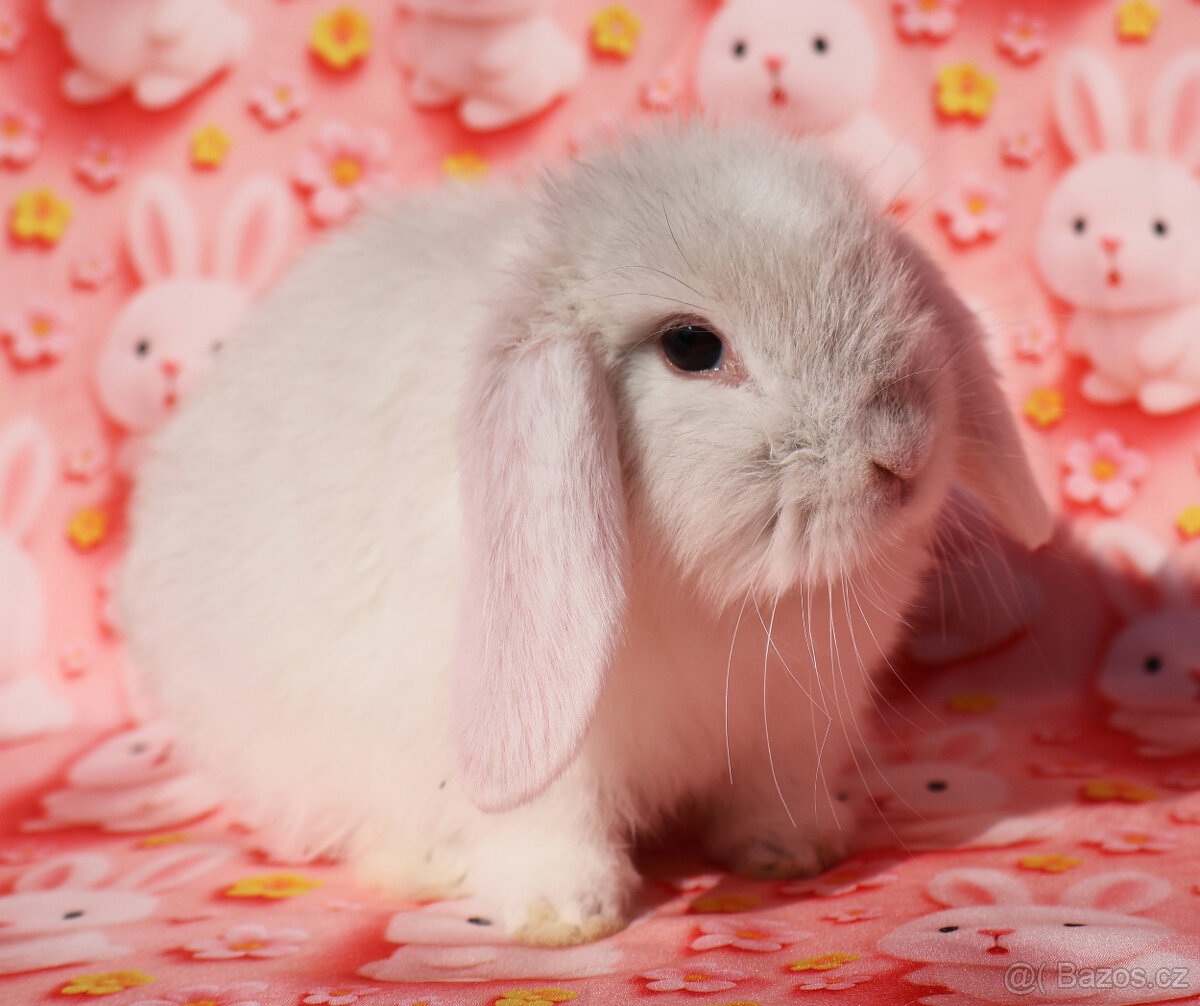 Zakrslý beránek NHD samička - 5