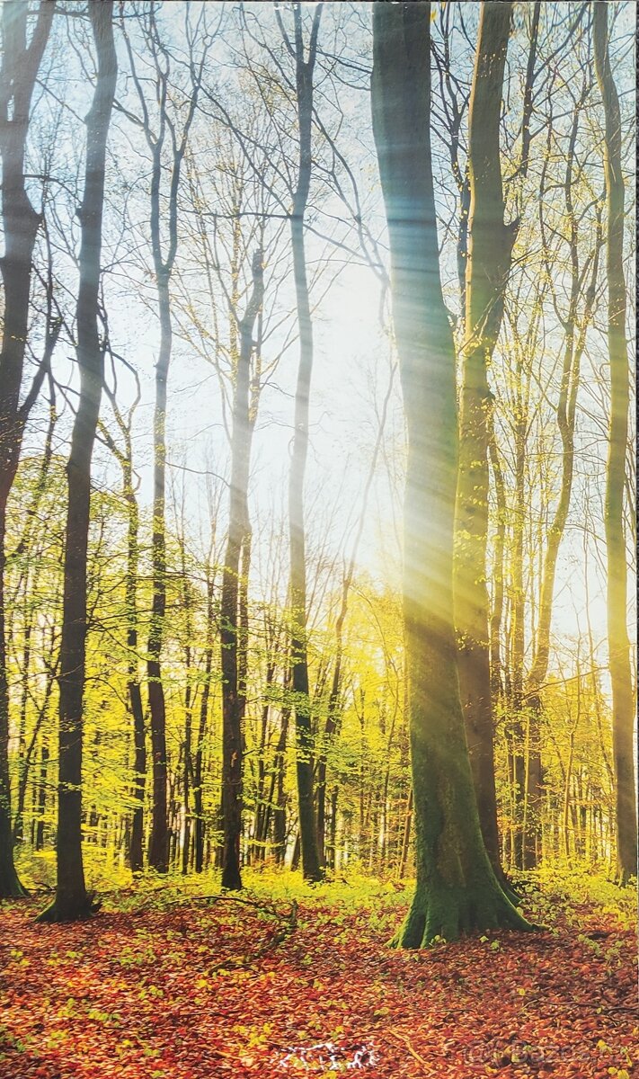 Obraz - les 150/70 - 5