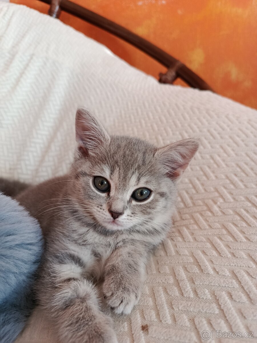Britská koťátka - 5
