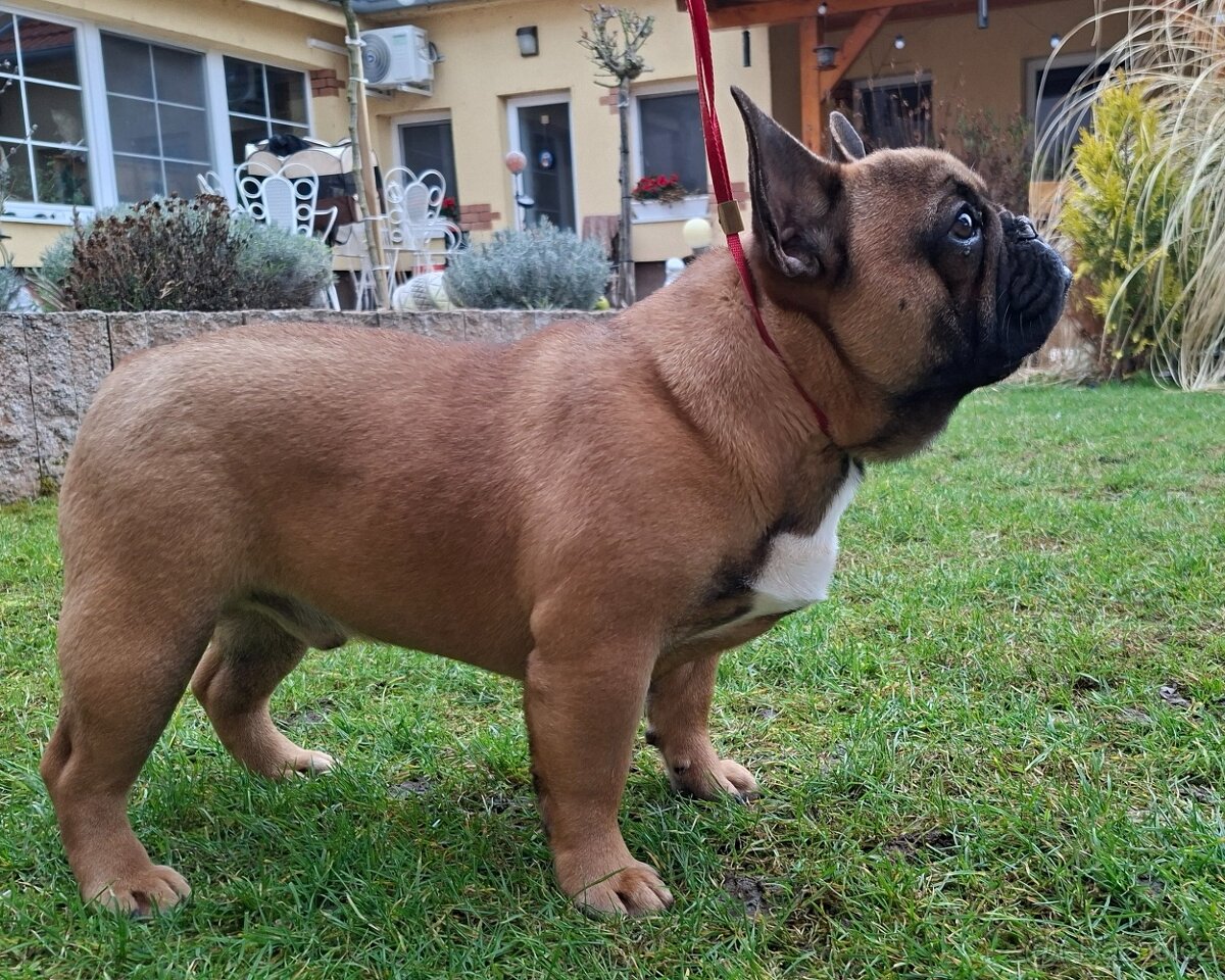 Francouzsky buldoček s PP - psík - 5