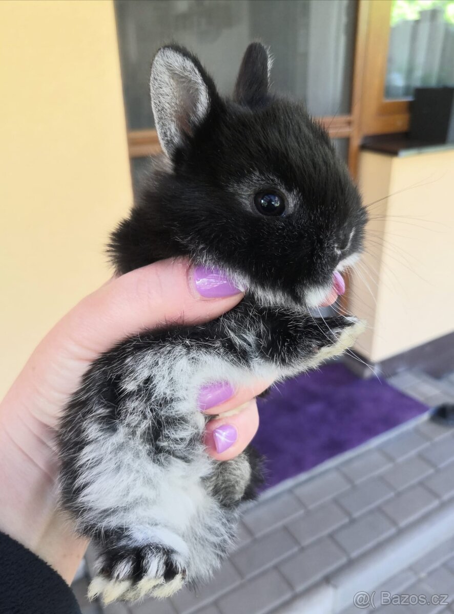 Zakrslý králík bilopesikatý černý. - 5